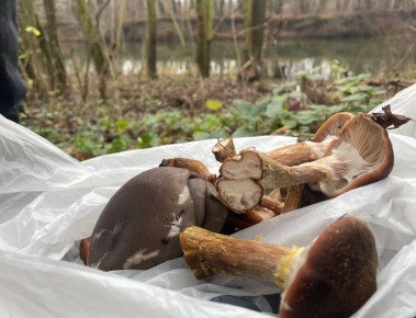 Курский министр нашел грибников с грибами в парке «Соловьиная роща»