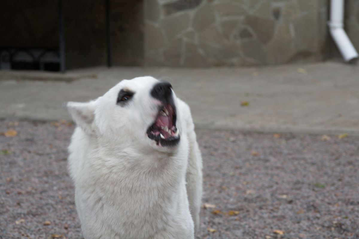 Ссора из-за собаки без намордника закончилась штрафами для обеих курянок
