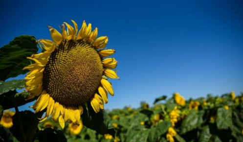 Курский подсолнечник 2025 года проверяют на качество