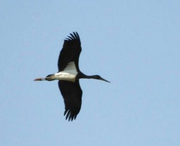 В Курской области из-за гнезда краснокнижного аиста прекратили работы в лесу