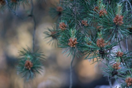В Курской области за незаконную ёлку в лесу придётся заплатить около 7 тысяч рублей