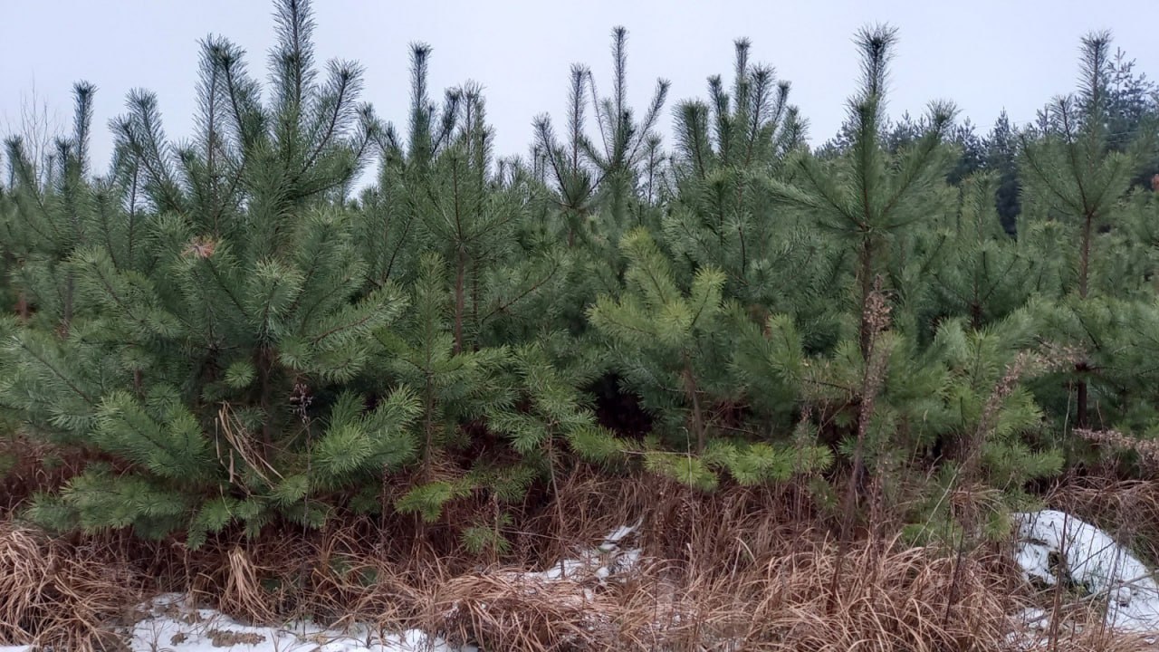 Перед Новым годом усилят патрулирование курских лесов