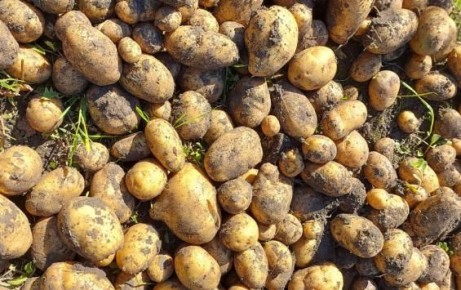 Россельхознадзор предупредил курян о вспышке опасной болезни картофеля