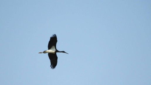 Один из результатов проведенной комиссии по ведению Красной книги Курской области и особо охраняемым природным территориям Курской области – сохранение гнезда чёрного аиста