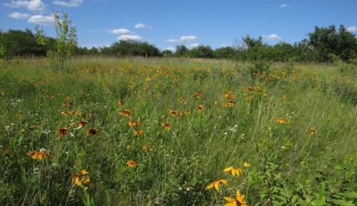 Состоялось заседание Комиссии по ведению Красной книги Курской области и особо охраняемым природным территориям Курской области