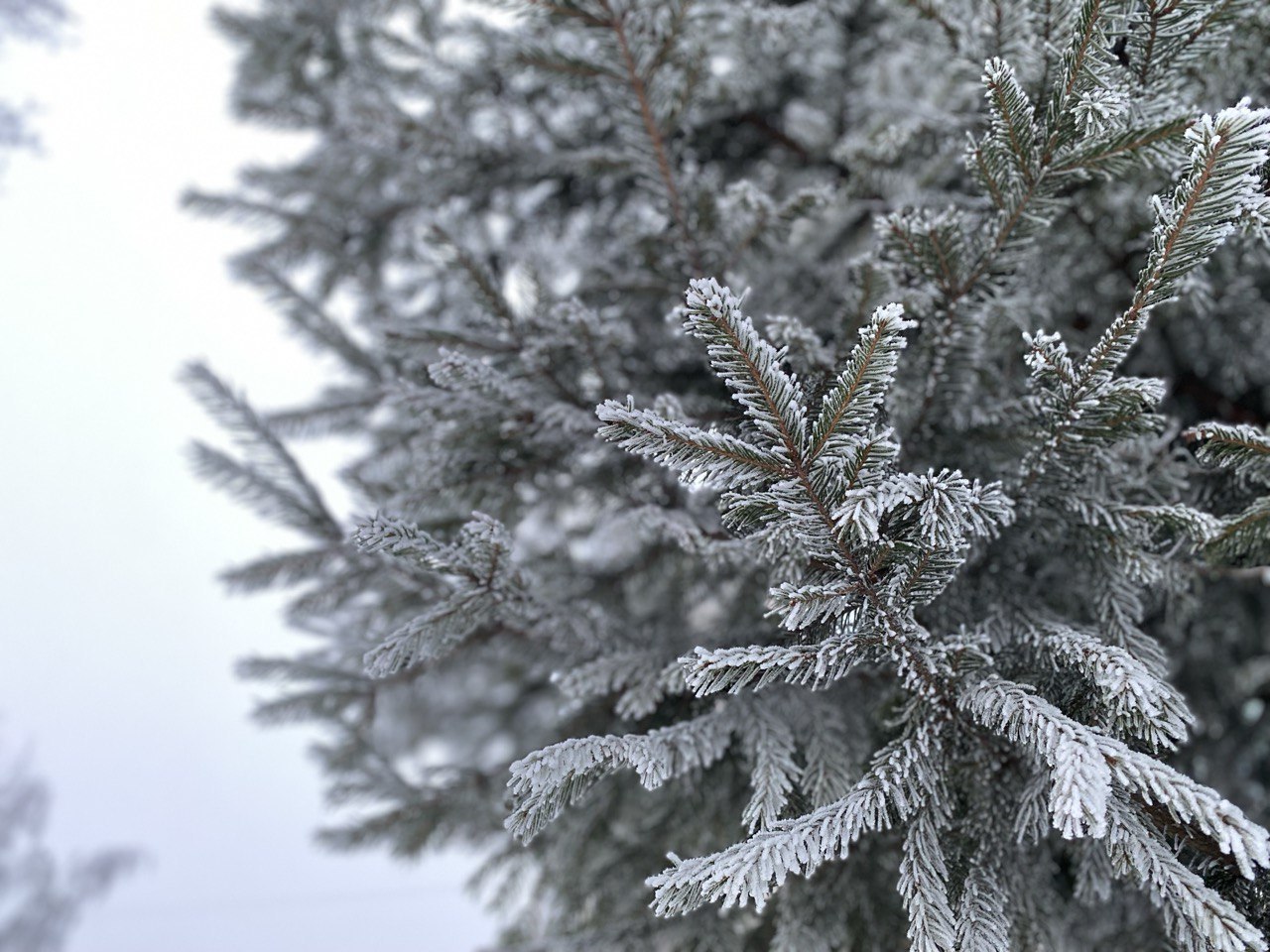 В преддверии Нового года в регионе усилят охрану хвойных лесов