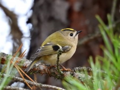 Доброе утро, друзья!. Сегодня ожидается облачная погода с прояснениями без осадков