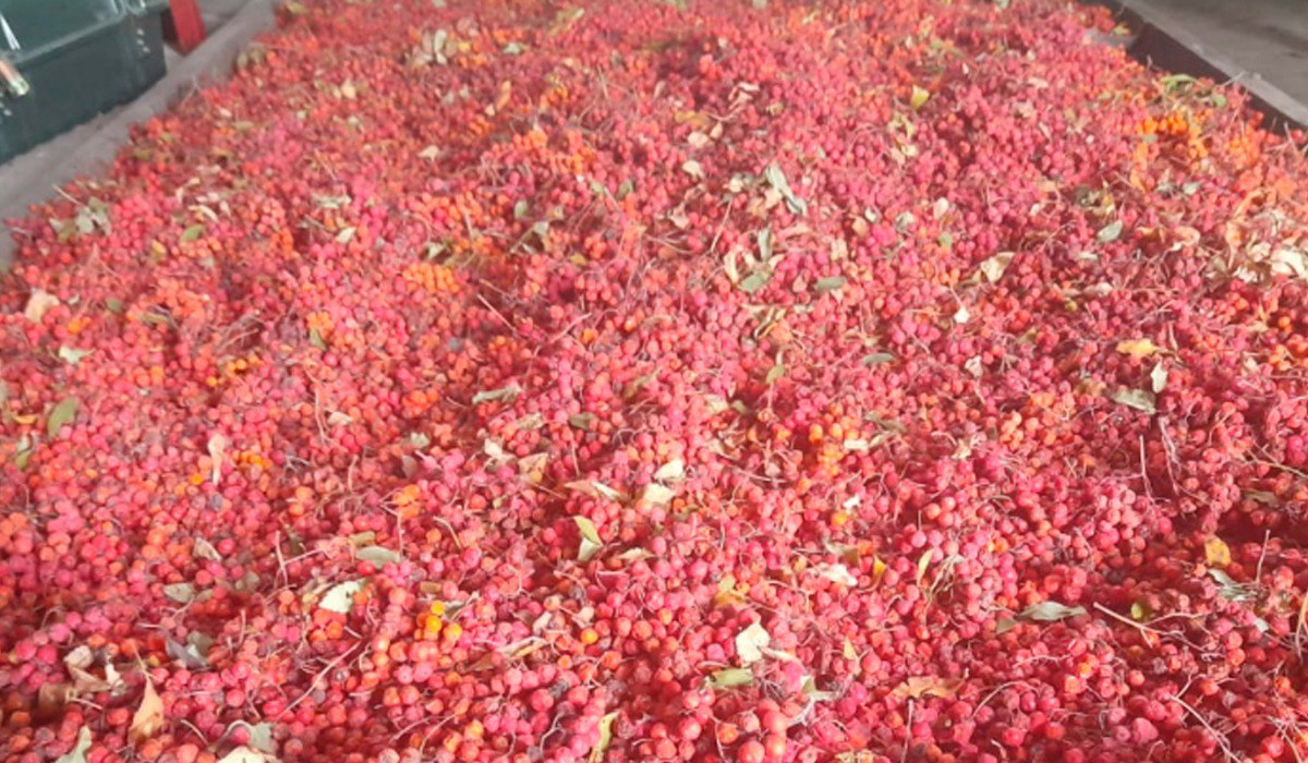 В Курской области продолжается заготовка семян лесных растений