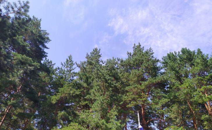 В Курской области проверили качество более 2 тыс. кг семян лесных растений