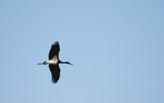 В лесах Курской области сохранили гнездо редкого чёрного аиста