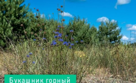 В Красную книгу Курской области внесут еще несколько видов под угрозой исчезновения