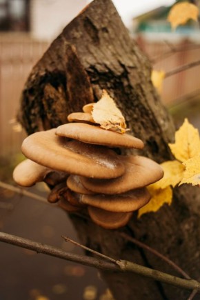 Доброе утро, друзья!. Последние дни осени продолжают радовать теплом