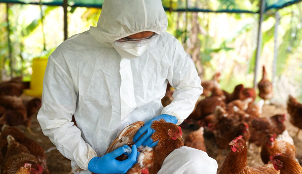 В Курской области отстрели 18 птиц и 4 кабана из-за угрозы гриппа и АЧС