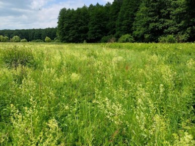 В Курской области утвердили охранные зоны трёх памятников природы