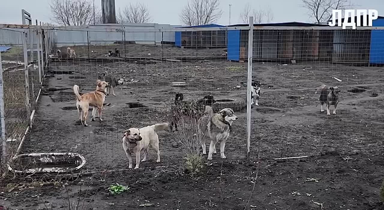 Алексей Томанов: Сегодня — Всемирный день домашних животных!