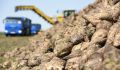 В Курской области аграрии завершают уборку сахарной свеклы