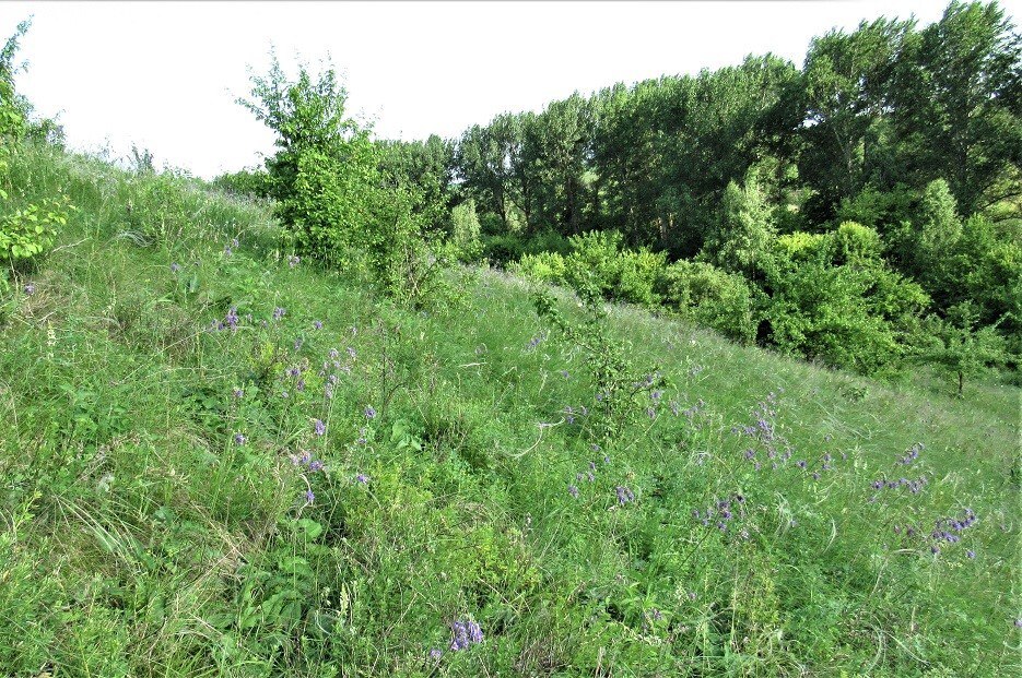 Охранная зона памятника природы «Урочище Заломное» внесена в ЕГРН