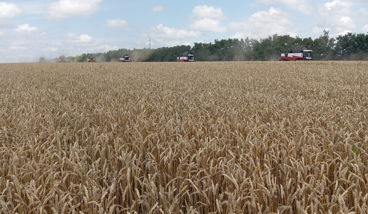 В Курской области непогода отсрочила завершение уборочной кампании
