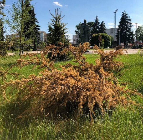 В Курской области при высадке деревьев начнут советоваться со специалистами