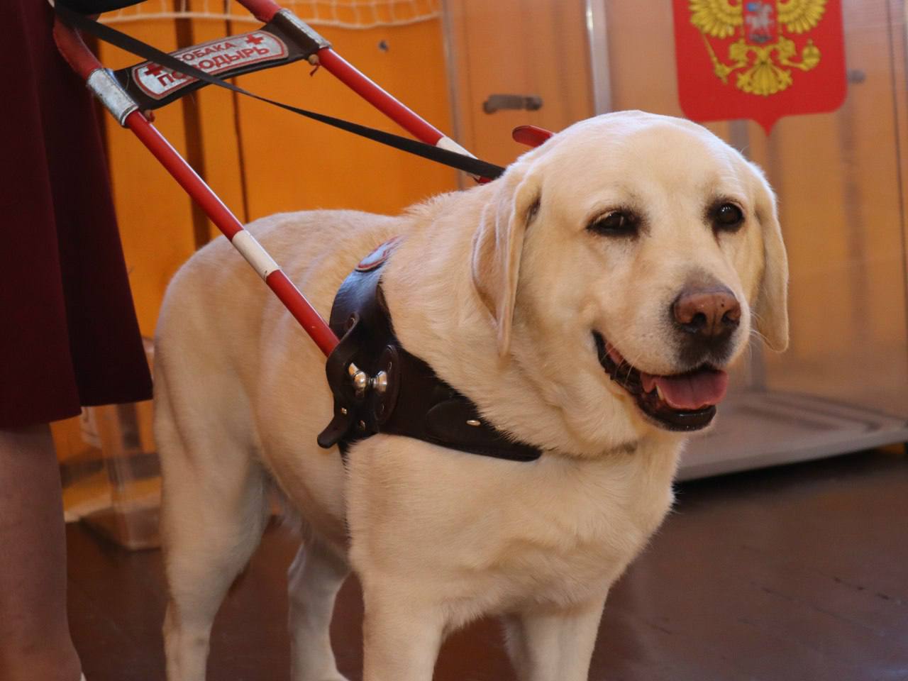 Обеспечение равенства прав: как в Курской области создаются условия для голосования людей с инвалидностью