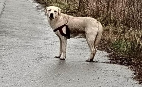 Куряне подбрасывают своих питомцев к приюту для бездомных животных