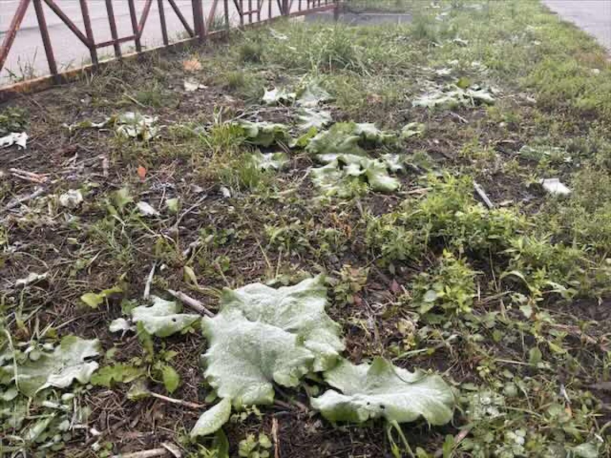 В Курске без дождя и снега, но морозно