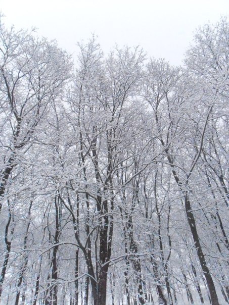 С первым снегом, друзья!