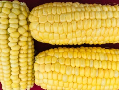 В Курской области обнаружили 3500 тонн кукурузы с опасным токсином