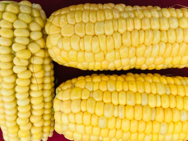 В Курской области обнаружили 3500 тонн кукурузы с опасным токсином