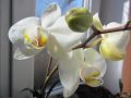 Как заставить орхидеи цвести: простые секреты для каждого