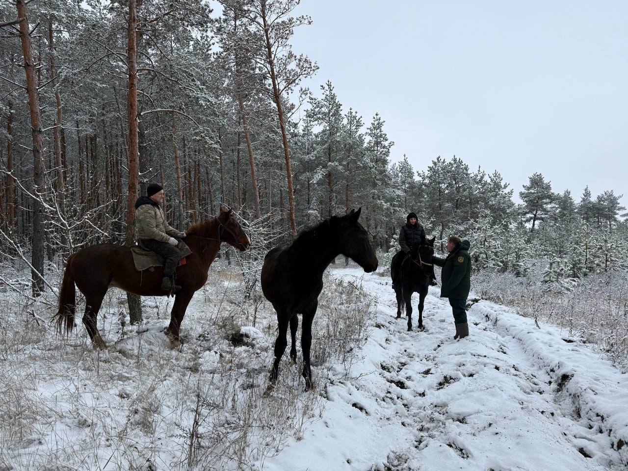 В Курской области перед Новым годом усилили патрули лесов из-за риска незаконных рубок