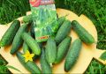 Топ-3 огурцов для открытого грунта: самые урожайные сорта по отзывам садоводов