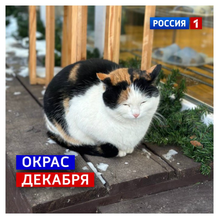 11 декабря, четверг. Пока зима играет с осенью в кошки-мышки, подмечаем, что до Нового года осталось двадцать дней