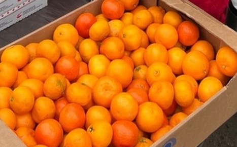 В Курской области сотрудники Роспотребнадзора дали советы по выбору мандаринов