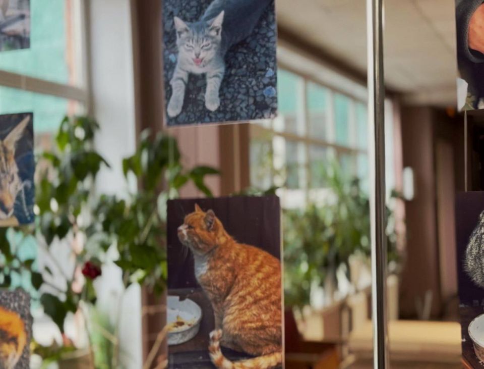 ������������� ����������� ������ ������� ���� ��� ������� ����� �������