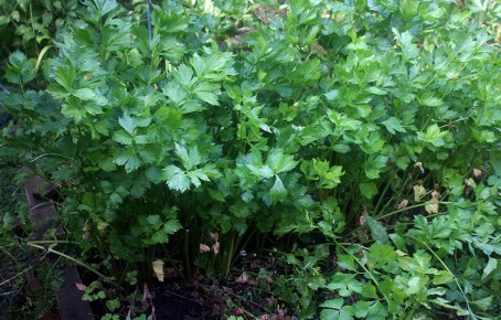 Как полутень может преобразить ваш сад: секреты успешного выращивания зелени