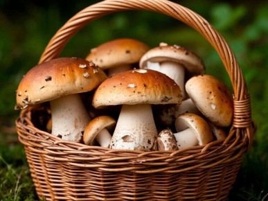 Как запастись грибами на зиму: лучшие методы и советы