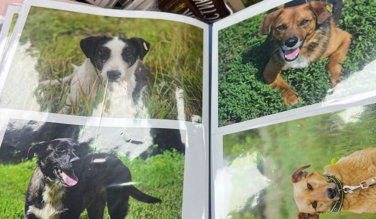 В Курске жители могут сделать подарки животным из приюта