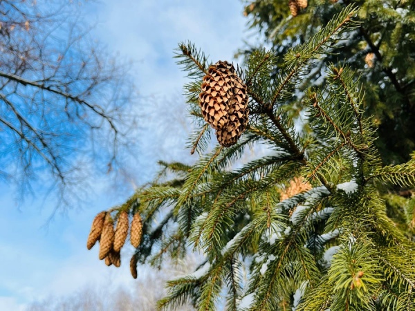 В Курской области установятся 10-градусные морозы