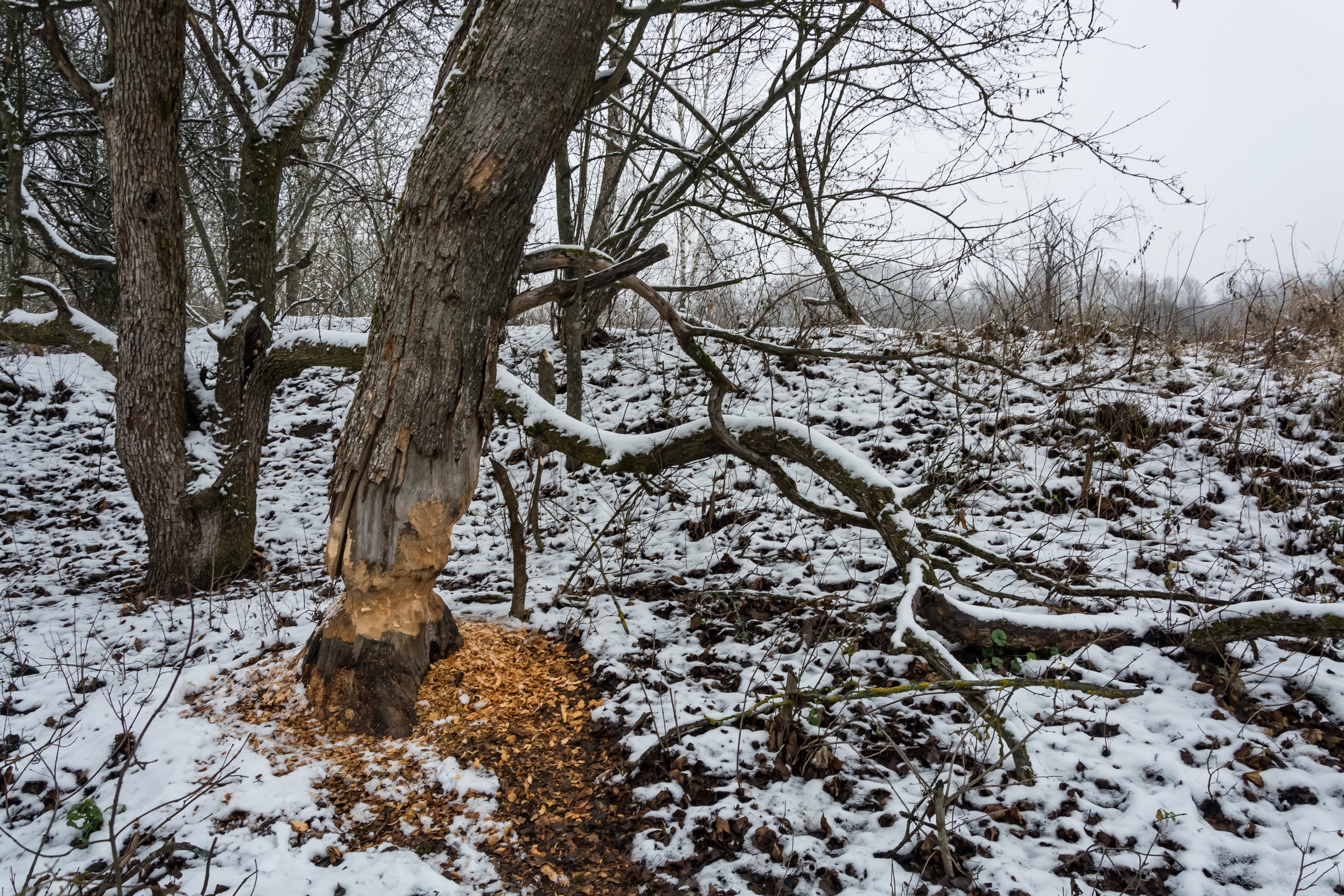 В Курске 14 декабря будет облачно с прояснениями