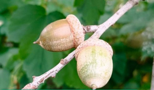 В Курской области заготовили 4 тысячи кг семян лесных растений