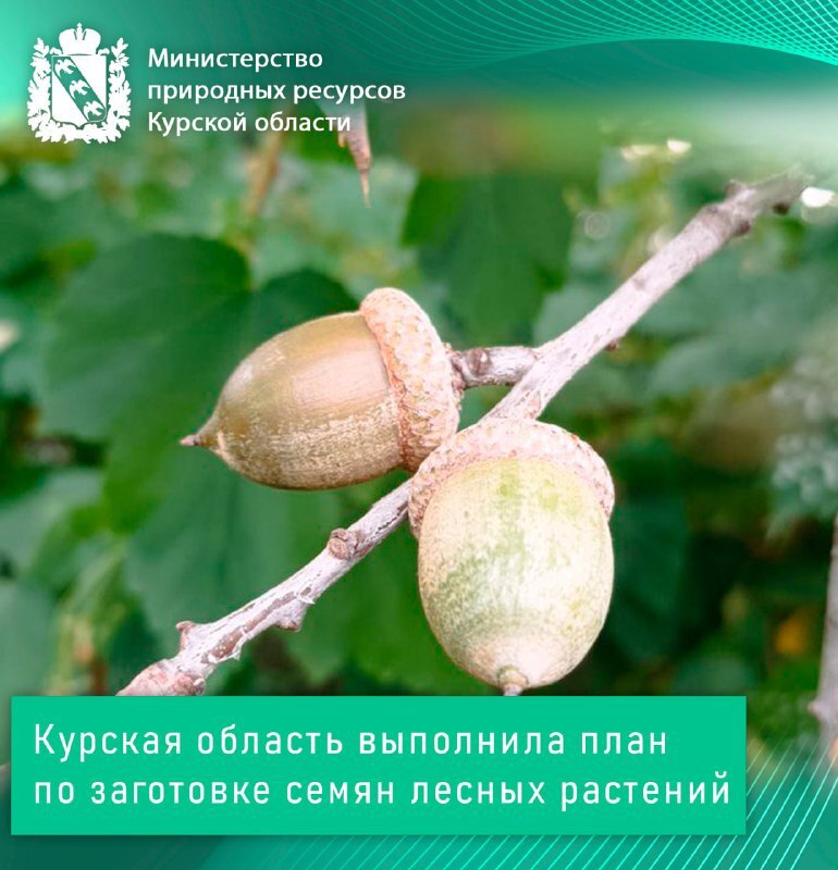 Курская область выполнила план по заготовке семян лесных растений