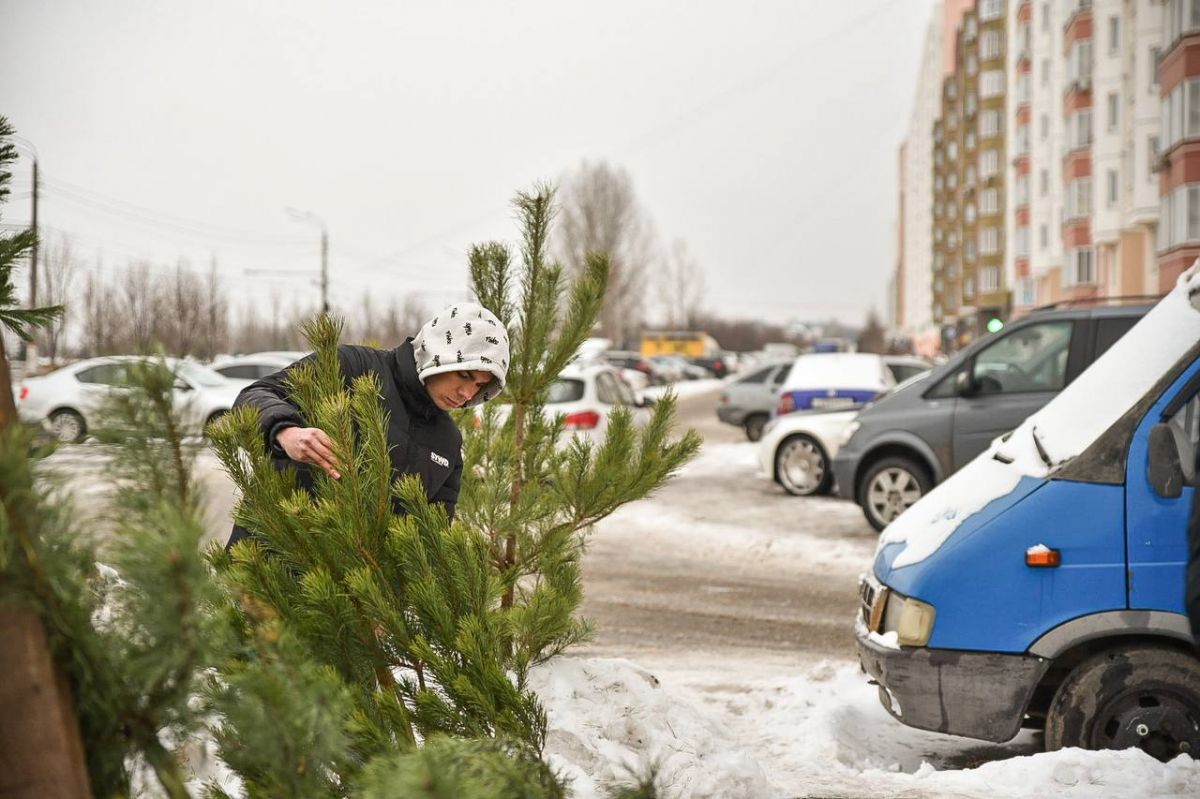 20 декабря в Курске откроются елочные базары