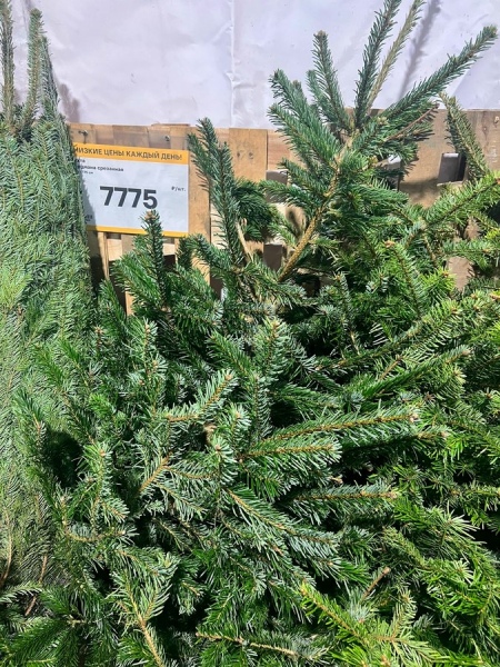 Елочные базары в Курске заработают 20 декабря