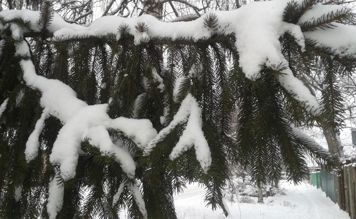В Курской области добровольцы и казаки охраняют ели от браконьеров