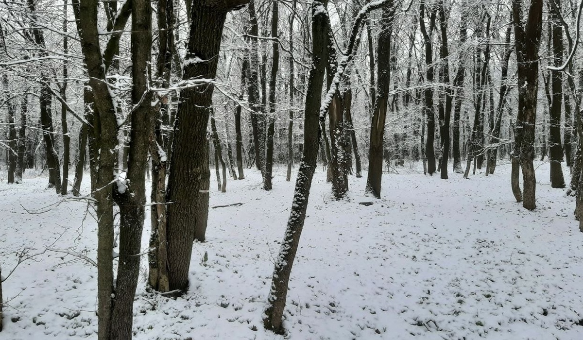 В Цветовом лесу Курска рубят только зараженные деревья, а не весь лес