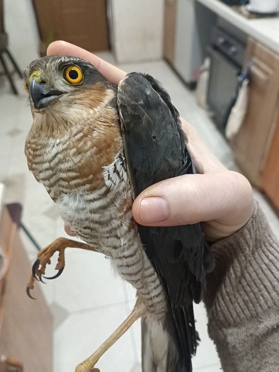 В Курской области кот поймал ястреба и принес его на веранду