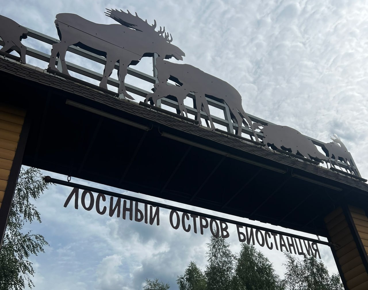 18,8 млн за вырубку леса в «Лосином острове» взыскали с директора фирмы из Курской области