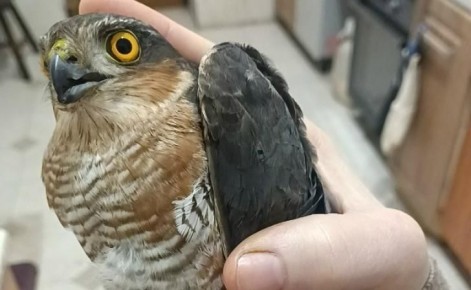 � ������ �������� ��� ������ �������-�������������