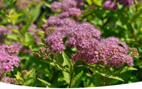 Сиреневые чары: как спиреи преображают летний сад